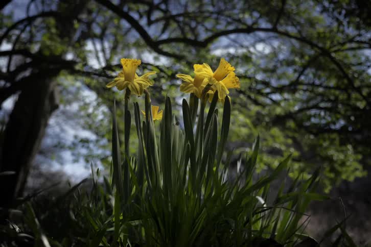 Time lapse of yellow flowers blooming and growing