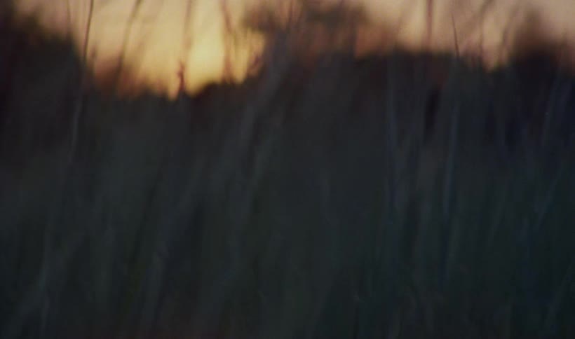 Wind blowing through tall blades of glass in a field at sunset