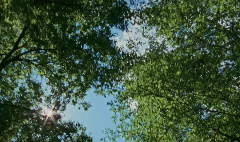 Green trees close together against a blue cloudy sky as sunlight flares through the trees