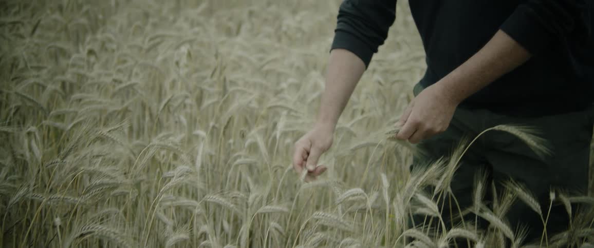 A man picks weeds in a field