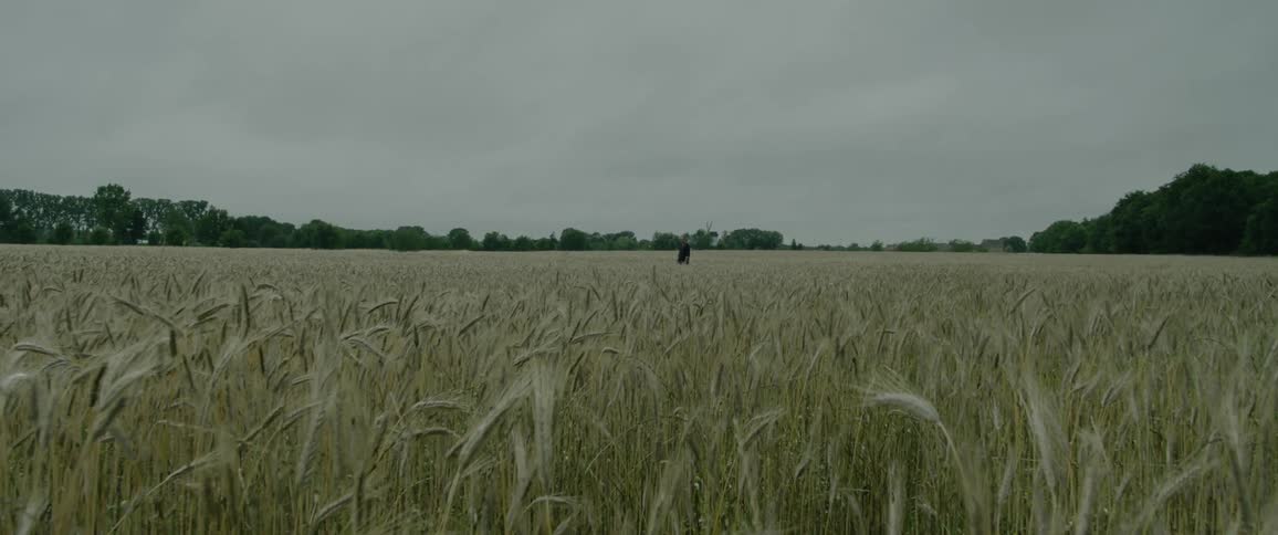 Distant person stands in the middle of a field of ripe wheat