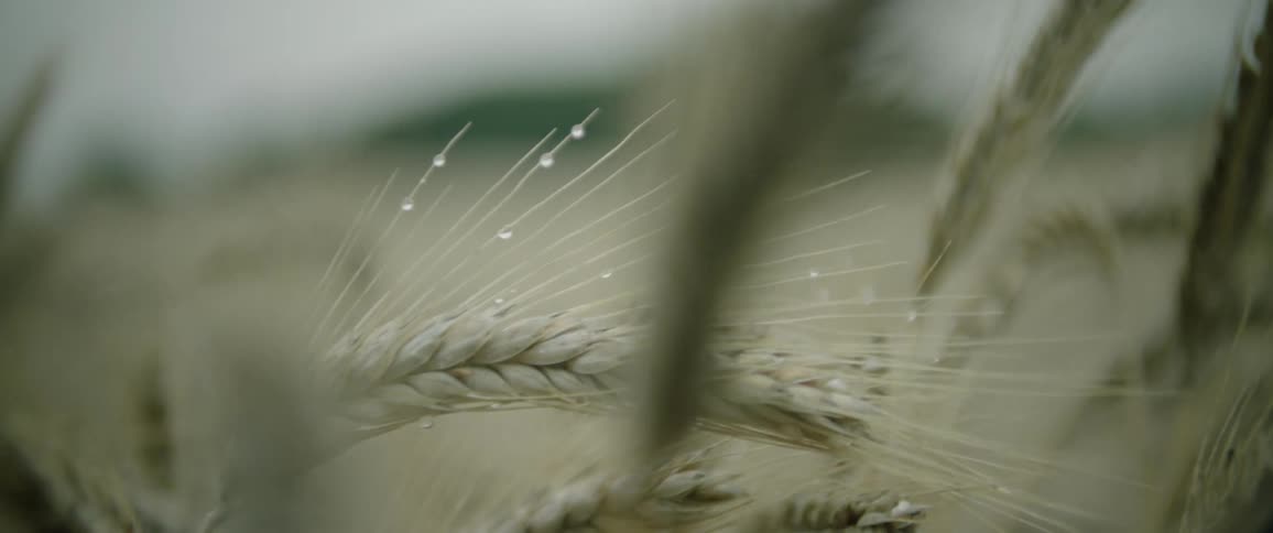 A wheat plant sprinkled with dew moves in the wind