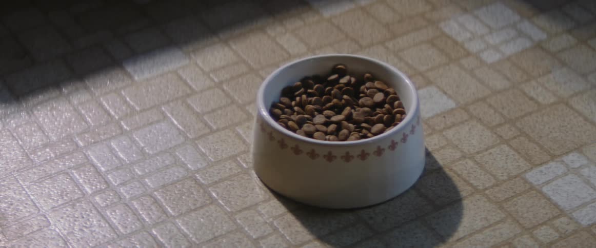 Sunlight shines on a bowl of dog food on the floor