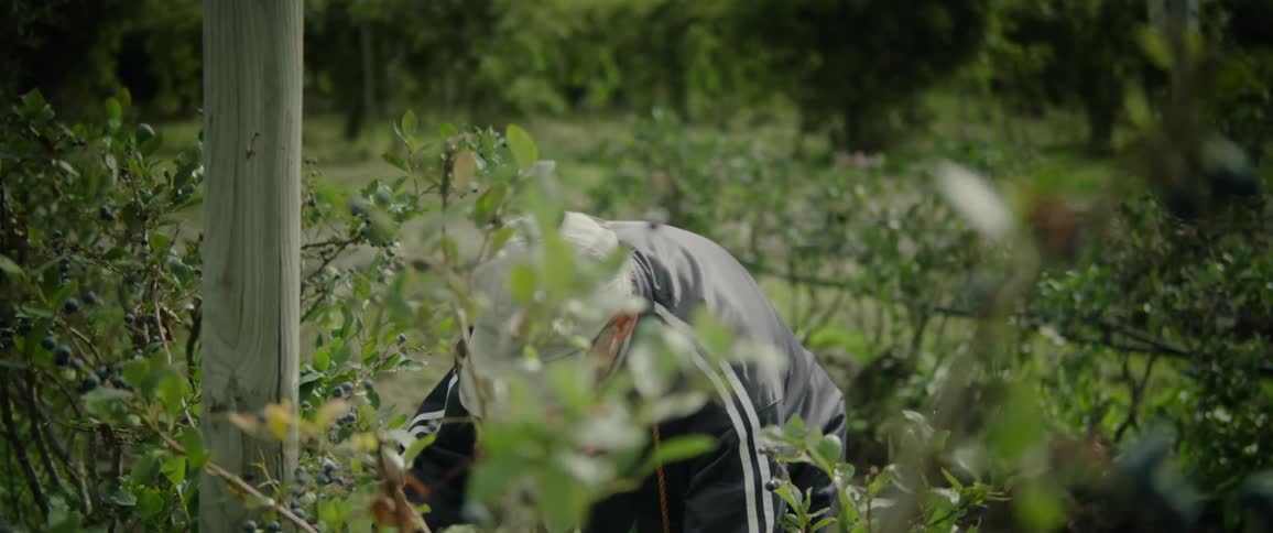 A man bends over next to blueberry trees to catch berries