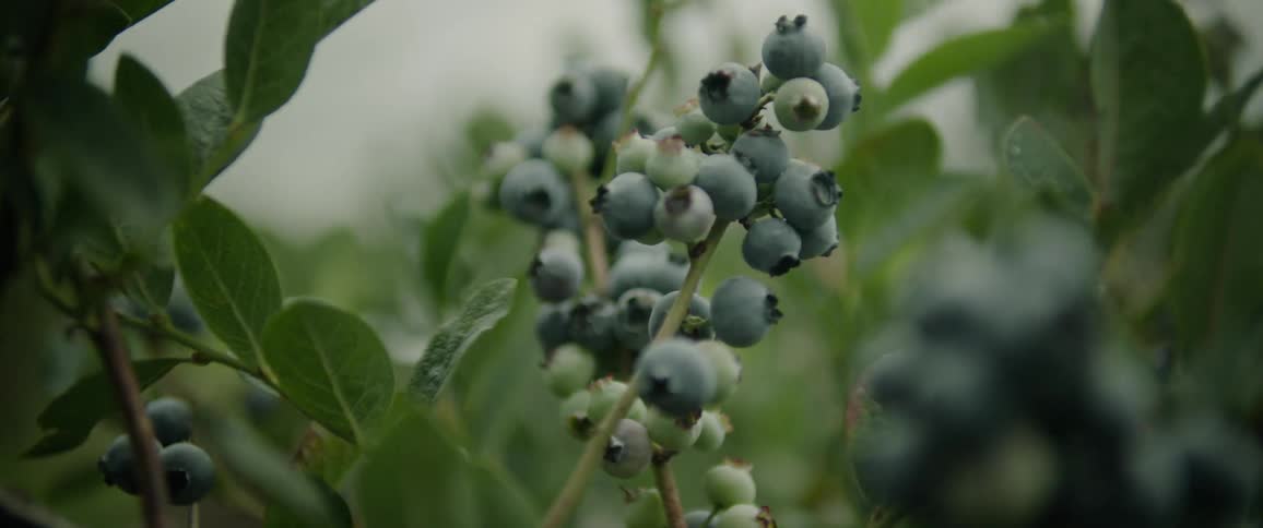 A gentle breeze blows through a close-up shot of clusters of ripe and unripe blueberries on bushes amidst green foliage in a garden.