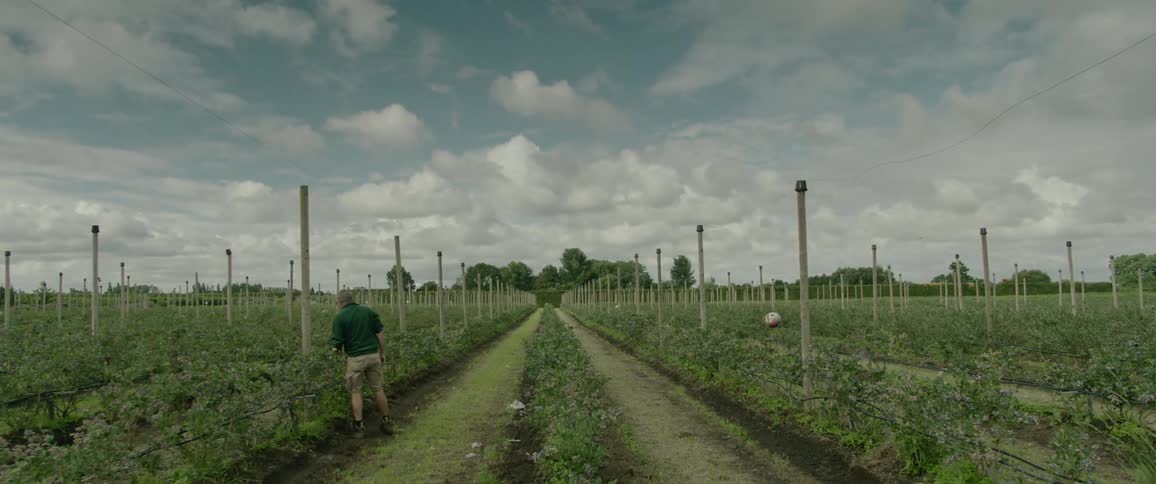 A man checks through rows of vine trees for grapes