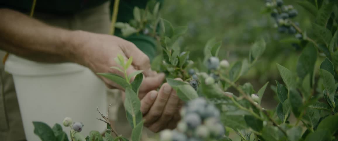 Someone is in a garden picking blackberries from a tree