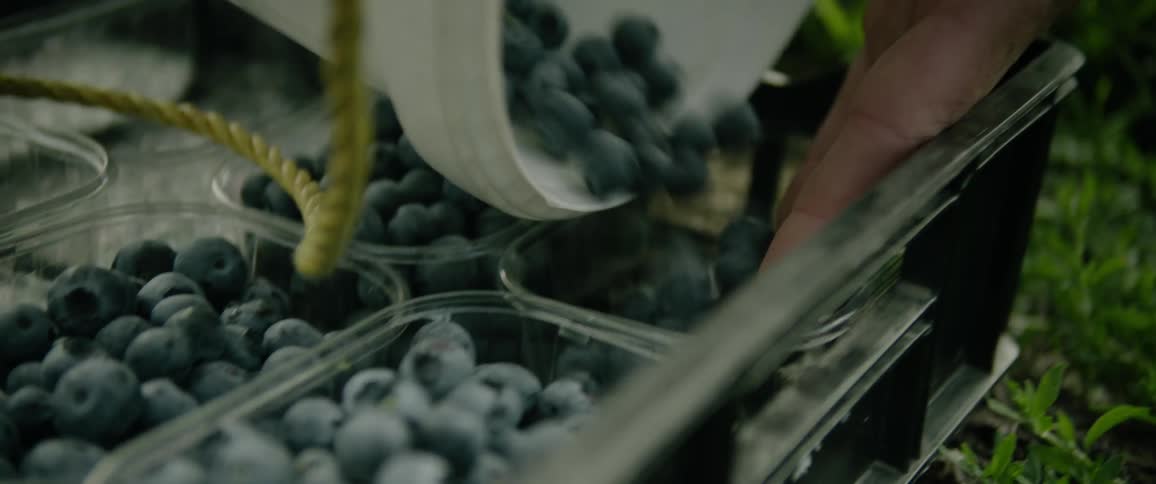 A framer pours fresh blueberries into clear plastic containers and sorts them by hand