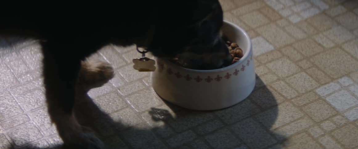 Dog eating kibble from dog bowl on linoleum floor indoors