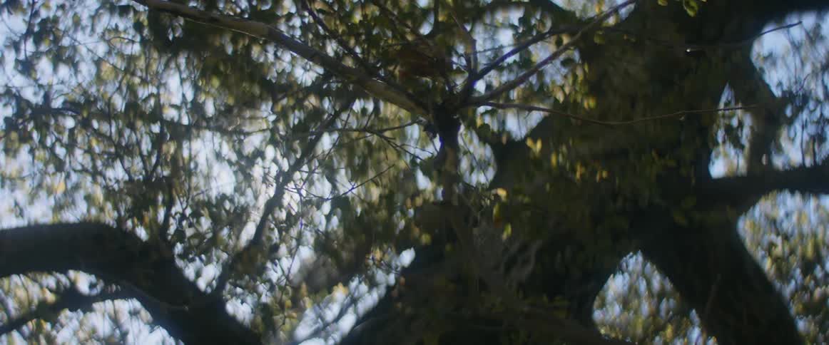Sunlight filters through the branches of a tree under a blue sky