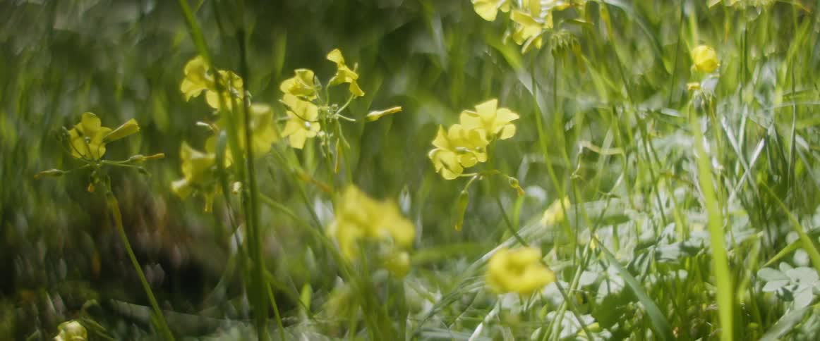 Close up of green grass and yellow flowers in the field