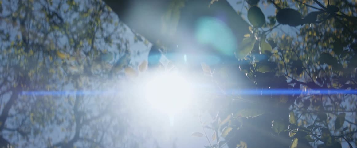 Bright sunlight shines through tall tree tops