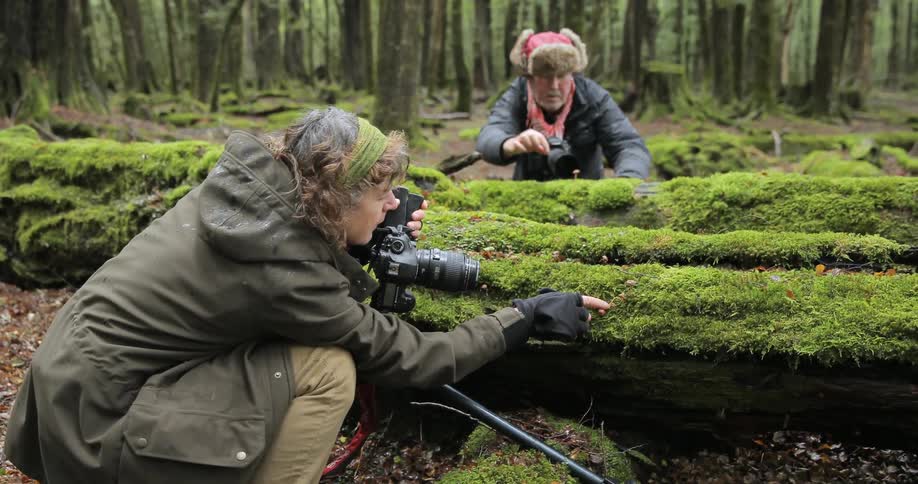 Man and woman set up cameras and pick at moss on a fallen tree