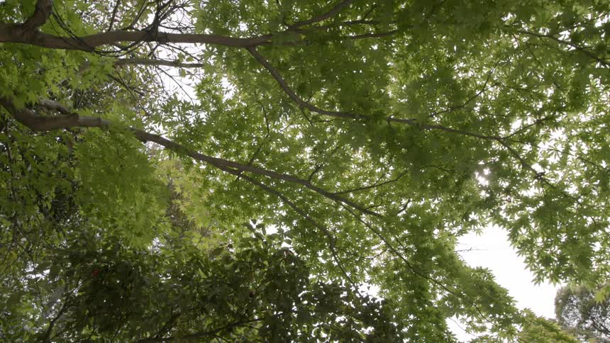 View looking up at trees in a forest