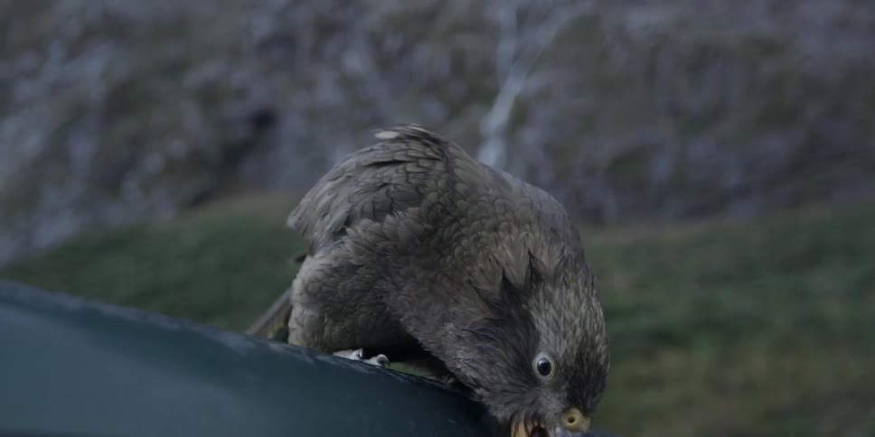 A large bird is perched looking around
