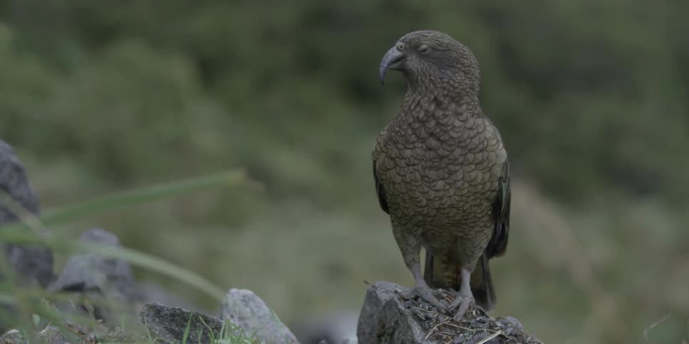 A brown bird looks around