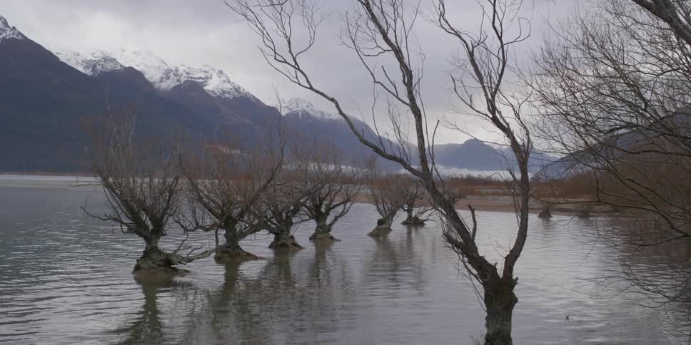 Trees in a pond near a mountain