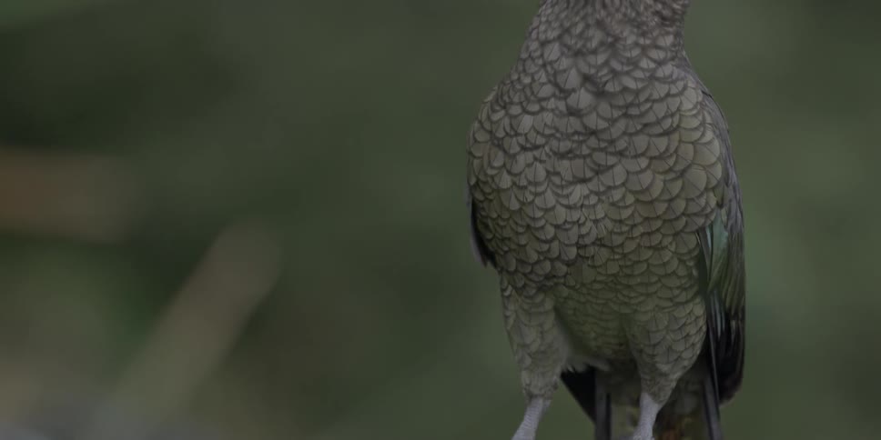 A bird is perched on a rock