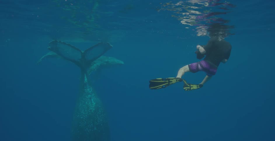 A man is swimming in the water photographing the whales underwater