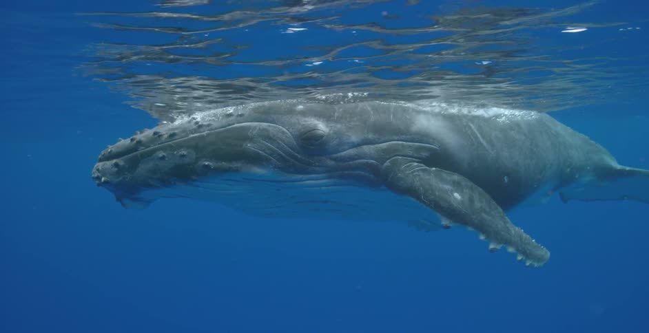 A whale dives under water