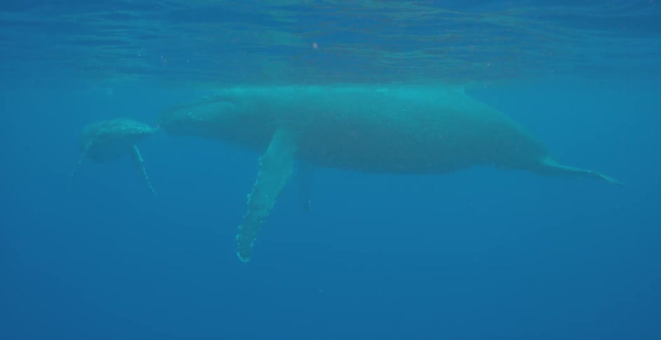 Whales are swimming in blue water