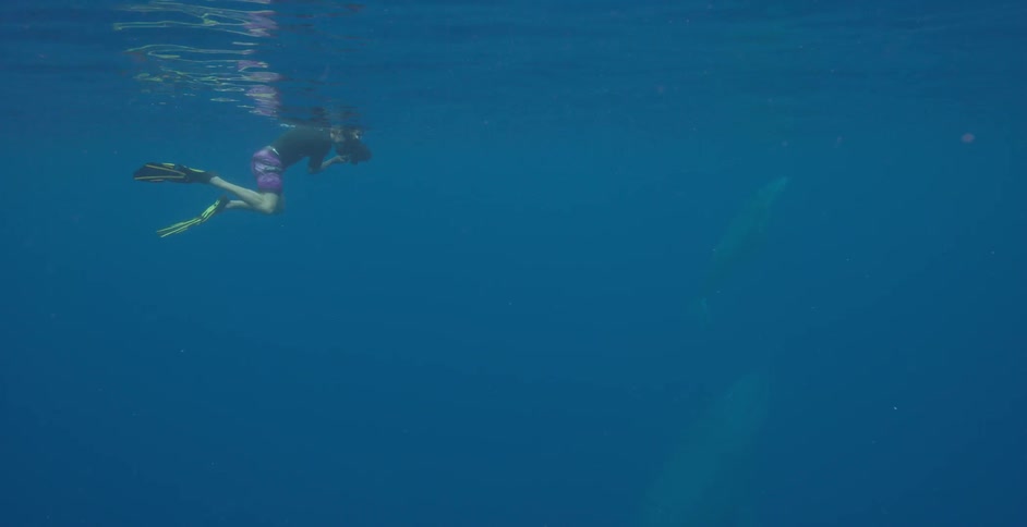 A man is swimming in the water taking pictures underwater