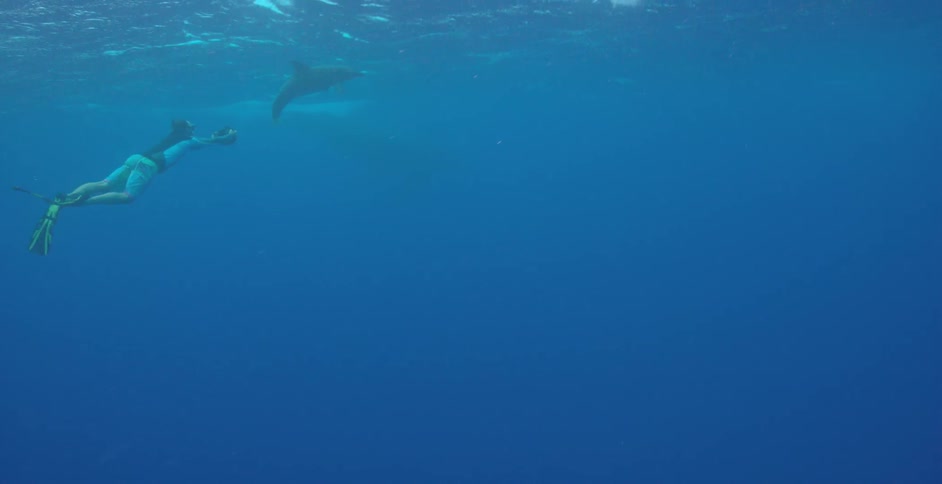 Snorkelers swim with a dolphin
