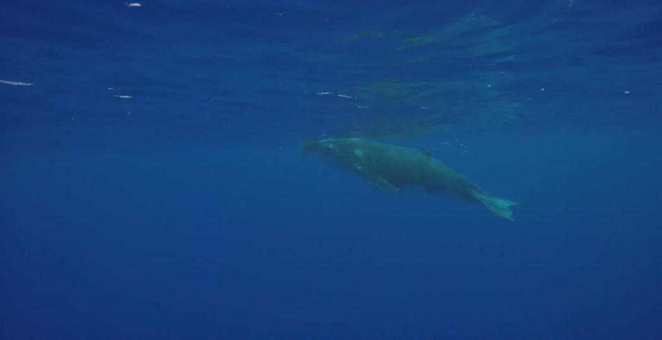 A whale surfaces then dives back under water