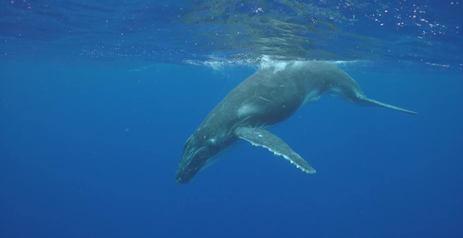 A whale dives underwater
