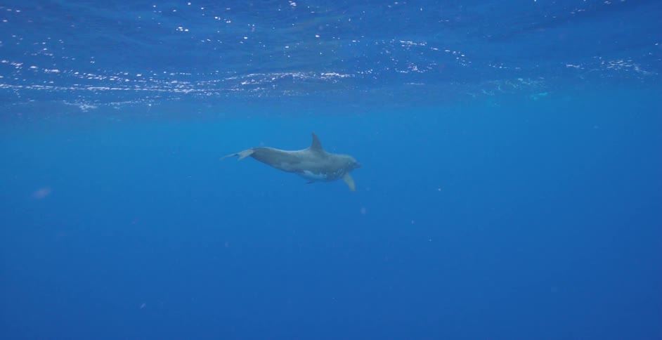 Underwater view of a dolphin swimming in the ocean