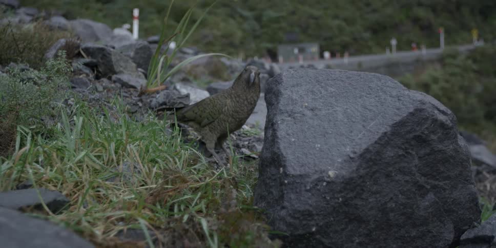 A bird is standing behind a rock on a hill