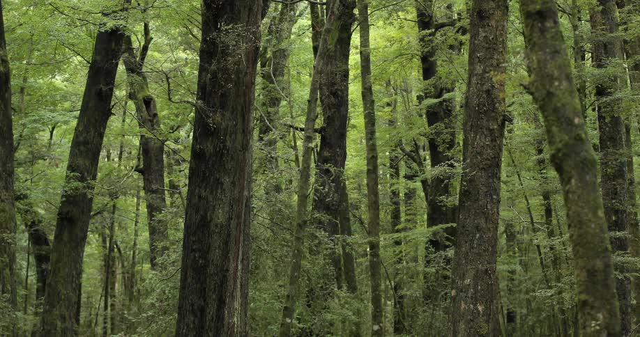 A forest is very lush with many trees