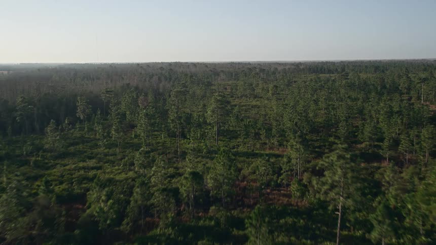 Aerial flyover of a deciduous forest at sunrise in Central Floridas Orlando showcasing the natural beauty of timberland and trees at dawn