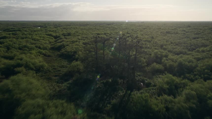 A stunning 4K aerial video clip of a low flying approach over the dense deciduous forest at sunrise in the Florida Everglades capturing the natural beauty of the woodland and wildlife in its wild habitat