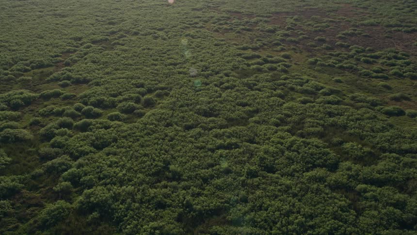 Aerial footage at sunrise tilting down to a lush forest by Lake Washington in Florida