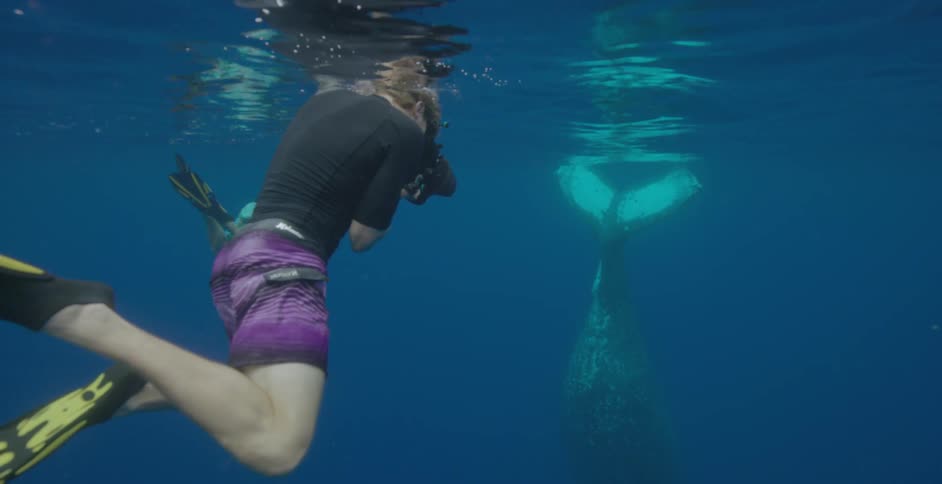 Two people swim in the water taking pictures of a whale underwater