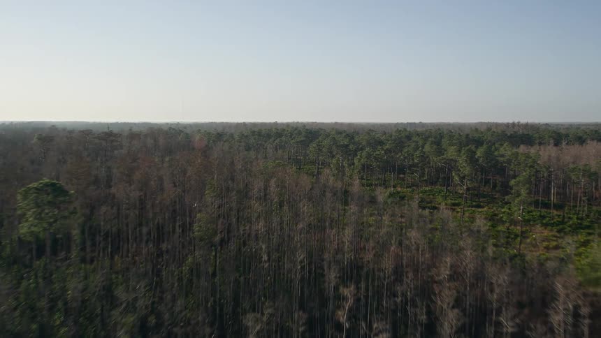 An early morning aerial flyover captures the beauty of the deciduous forest landscape in Orlando Florida as birds fly through the woods