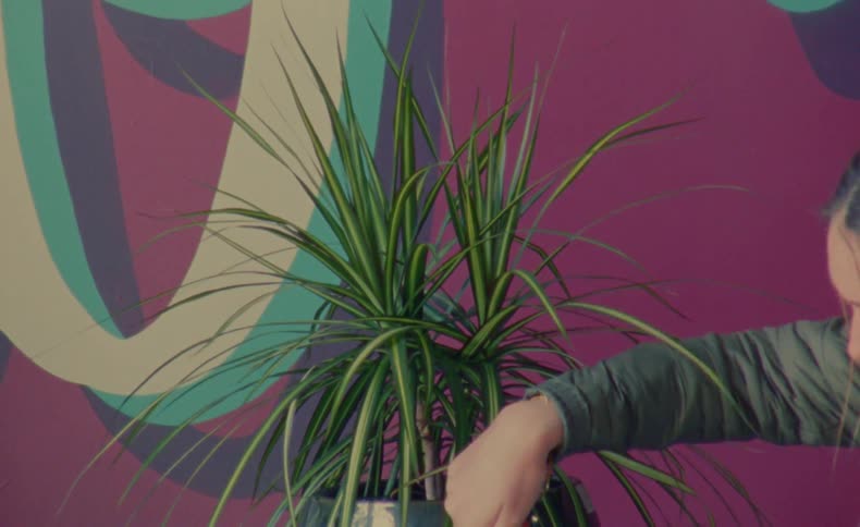 A plant in front of a pink wall while a woman using clippers to trip the leaves of the plant