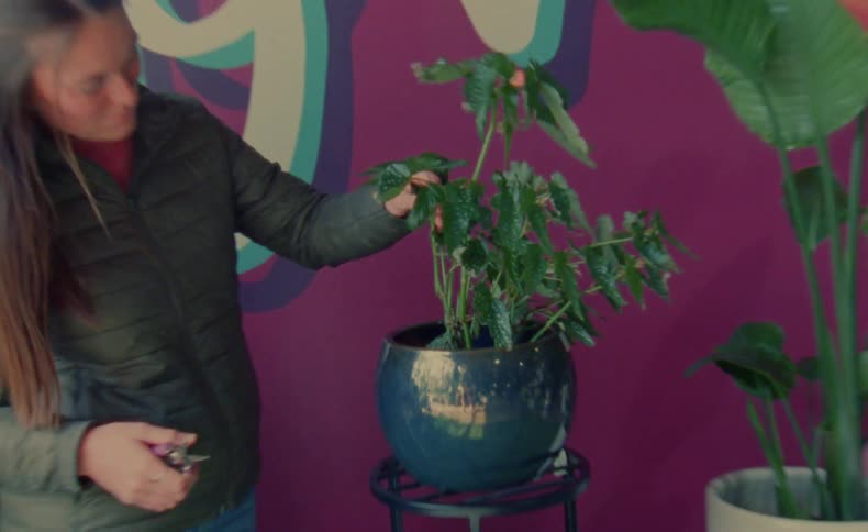 Woman prunes plant in blue pot while standing with three plants