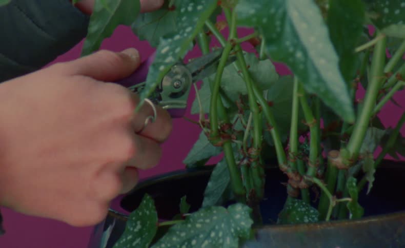 Two hands use clippers to cut off leafs from a potted plant