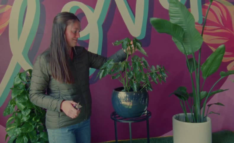 A woman is fixing a plant on display with other plants near a painted wall