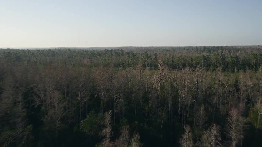 Aerial fly over a deciduous forest in Orlando FL during sunrise