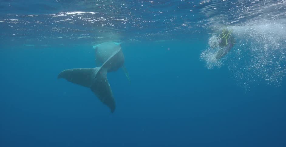 A whale is swimming towards the surface by a man swimming
