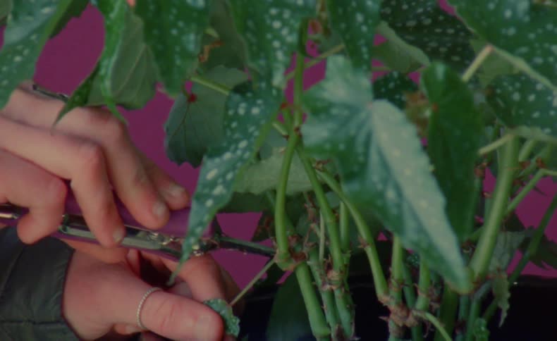 Woman wearing coat prunes a potted plant with small scissors