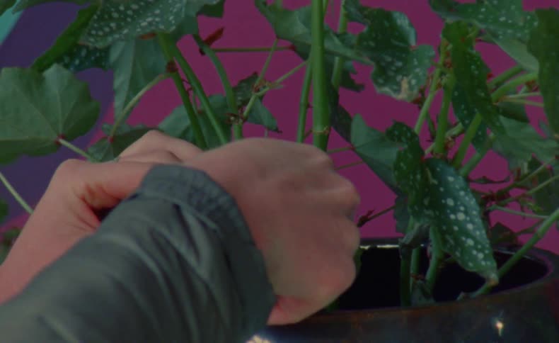 Close up of the hands of a young woman trimming the leaves on a house plant caught on vintage film