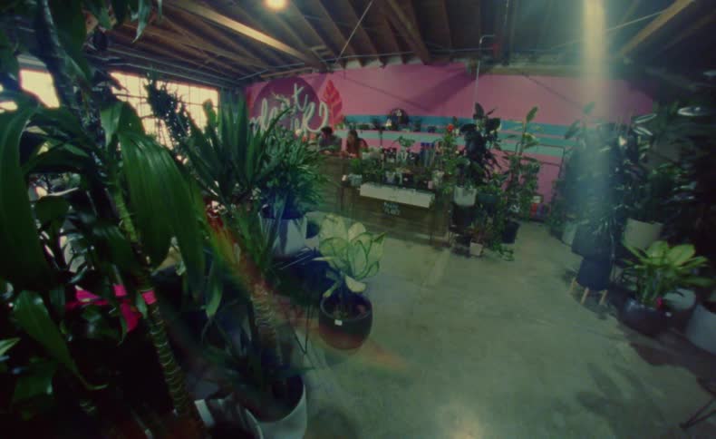 Light glares onto plants in plant store while coworkers stand behind counter near wall mural