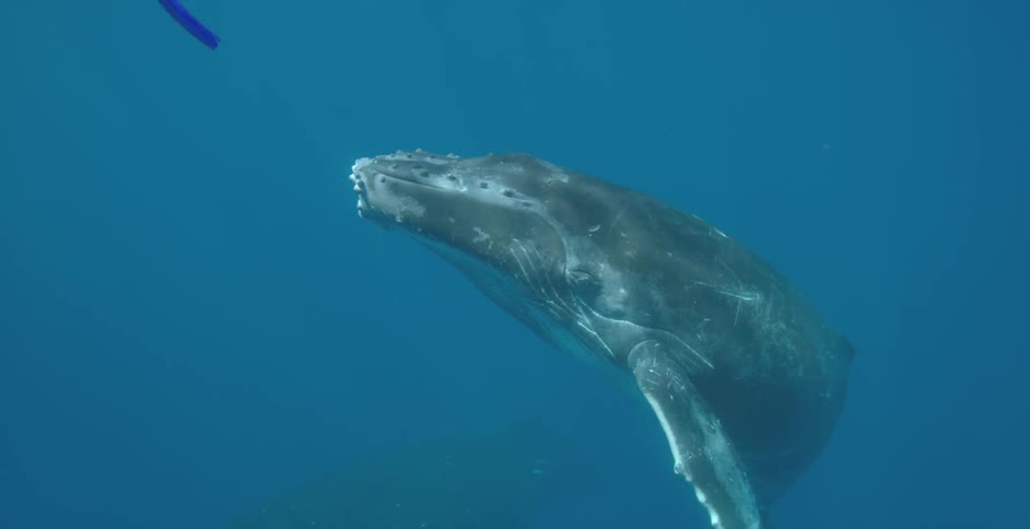 Whales underwater getting close to snorkelers