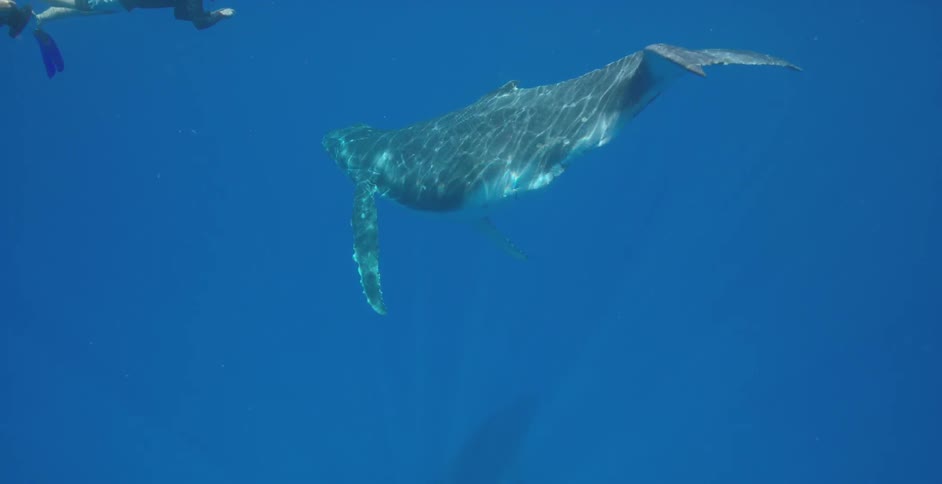 People swim in the water photographing a whale