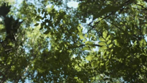 The wind blows through tall trees that are towering overhead