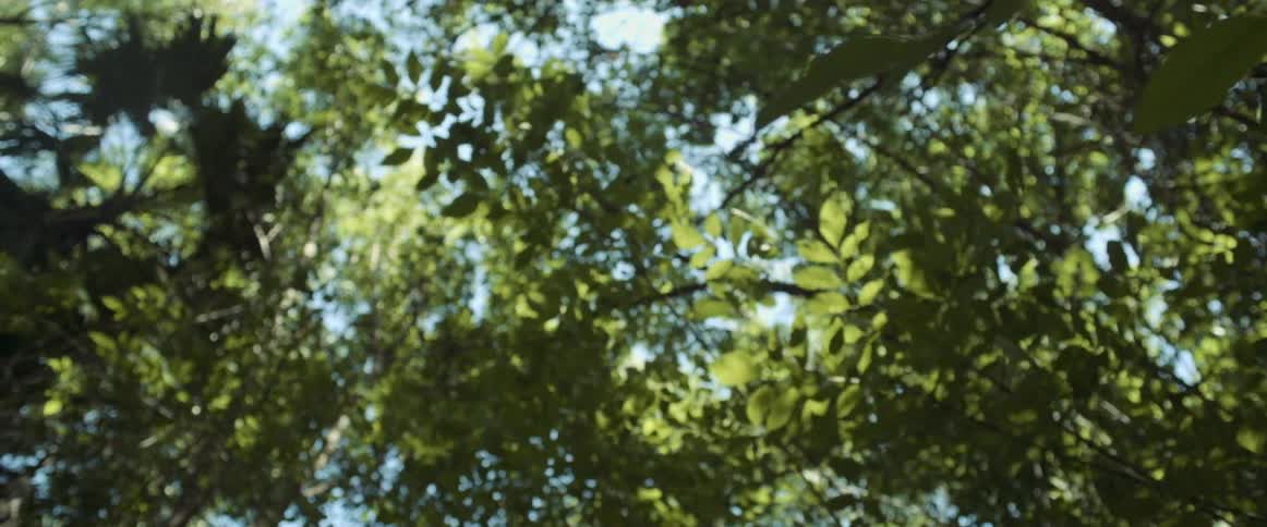 The wind blows through tall trees that are towering overhead
